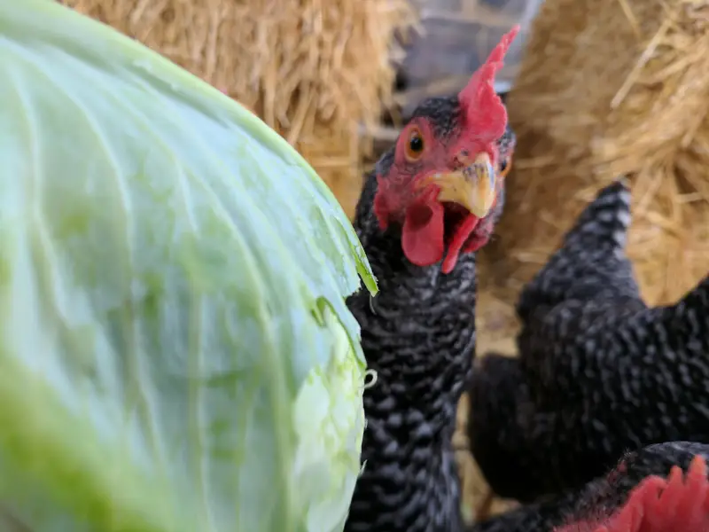 Chicken Enjoying a Treat of Cabbage