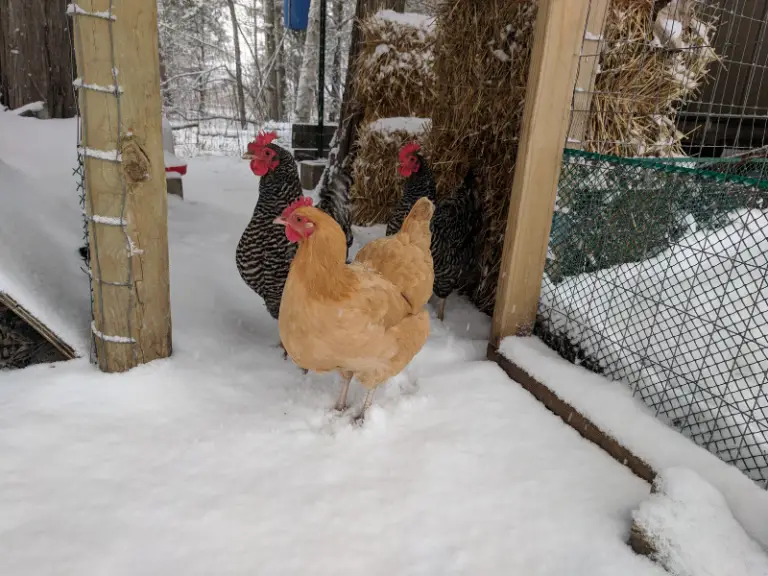 can-chickens-stay-in-the-coop-all-day-country-family-homestead