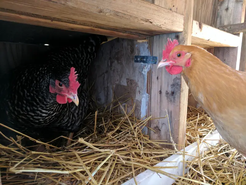 Can Chickens Stay in the Coop All Day? Country Family Homestead