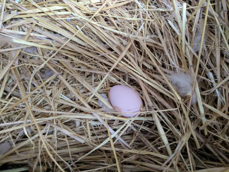 can-chickens-stay-in-the-coop-all-day-country-family-homestead