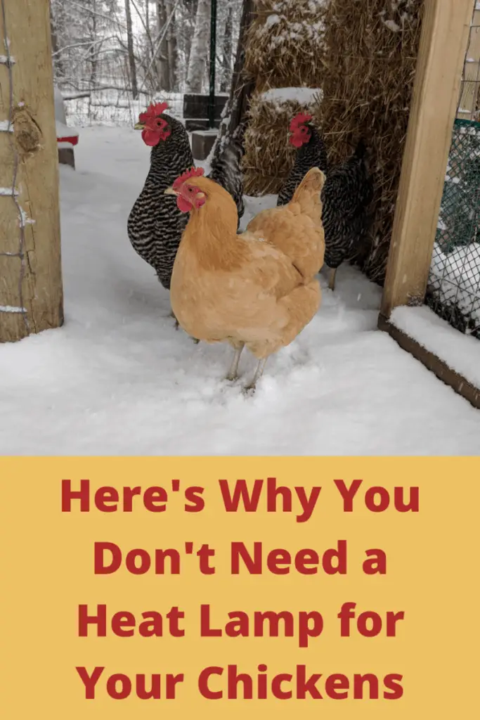 Do Chickens Need a Heat Lamp in the Winter? Country Family Homestead