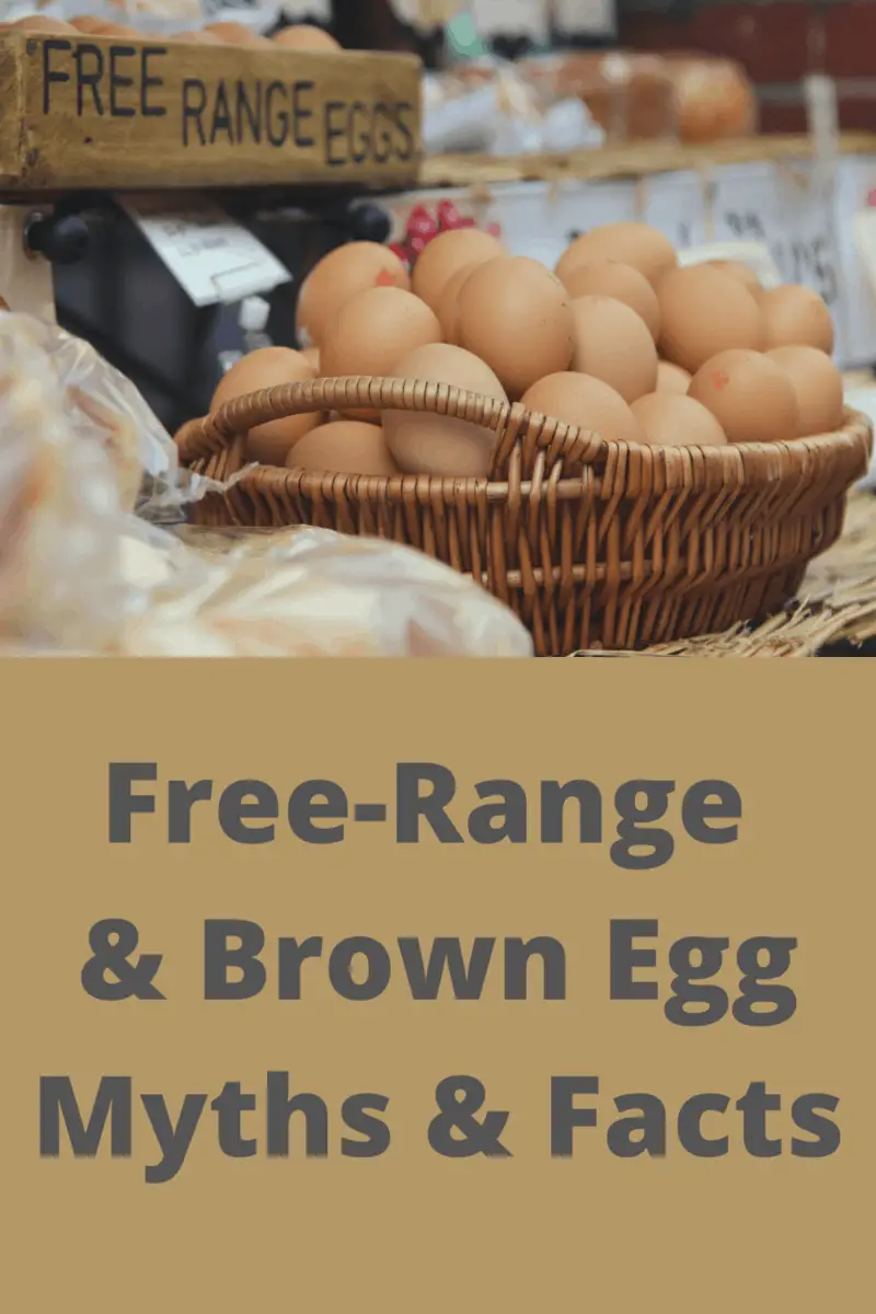 FreeRange & Brown Egg Myths & Facts Country Family Homestead