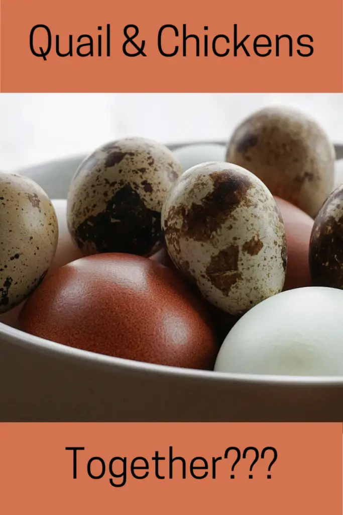 Can You Raise Chickens and Quail Together? Country Family Homestead