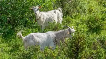 Are Goats Good for Clearing Brush? – Country Family Homestead